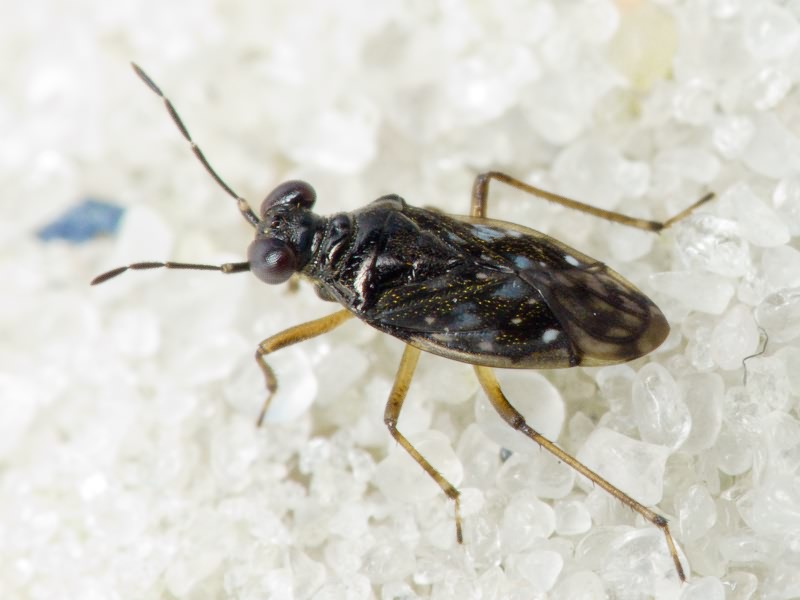 Chartoscirta cincta (Herrich-Schäffer, 1841)